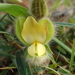Crotalaria calycina - Photo Oikeuksia ei pidätetä, lähettänyt 葉子