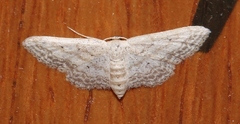 Idaea elongaria