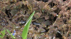 Agriocnemis argentea