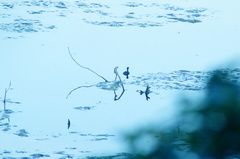 Tachybaptus dominicus