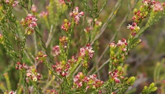 Passerina rubra