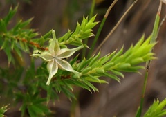 Diosma aristata