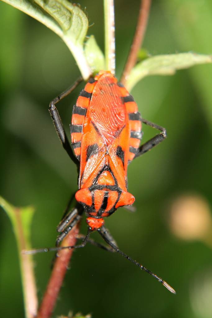 Piezogaster camposi