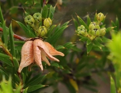 Diosma aristata