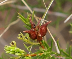 Diosma aristata
