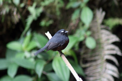 Ochthoeca cinnamomeiventris