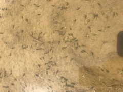 Branchinecta coloradensis