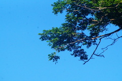 Pterocarpus acapulcensis