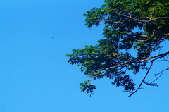 Pterocarpus acapulcensis