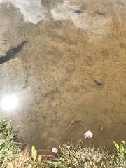 Branchinecta coloradensis