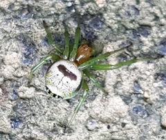 Bijoaraneus mitificus