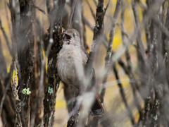 Drymodes brunneopygia