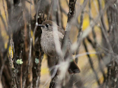 Drymodes brunneopygia