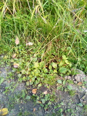 Glyceria notata