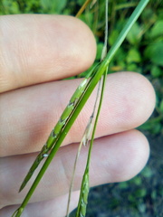 Glyceria notata