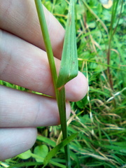 Glyceria notata