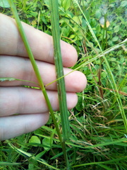 Glyceria notata