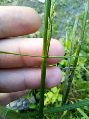 Glyceria notata