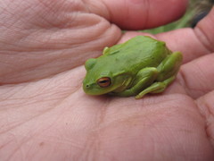 Dendropsophus molitor