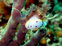 Goniobranchus hunterae