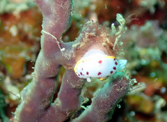 Goniobranchus hunterae