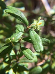 Hibbertia aspera