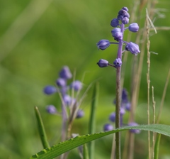 Muscari parviflorum