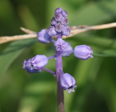 Muscari parviflorum