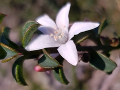 Philotheca buxifolia