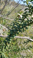 Philotheca buxifolia