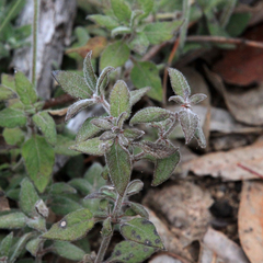Opercularia hispida