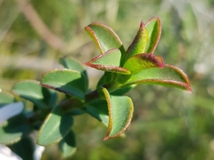 Philotheca buxifolia