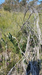 Philotheca buxifolia