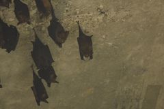 Hipposideros armiger terasensis