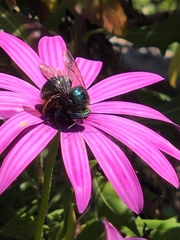 Xylocopa aerata
