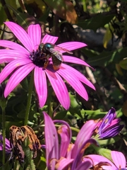 Xylocopa aerata