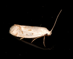 Prepocosma innocens