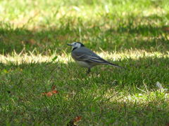 Motacilla alba