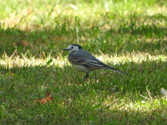Motacilla alba