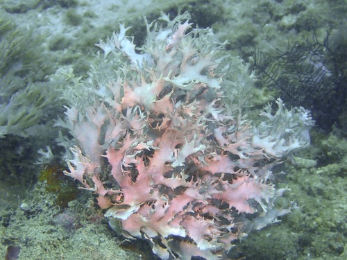 Titanophora