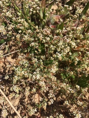 Adenogramma glomerata