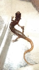 Chiropterotriton orculus