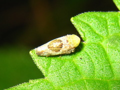 Hishimonus hamatus