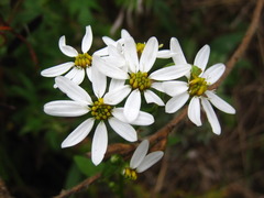 Aster scaber