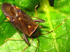 Adelphocoris triannulatus