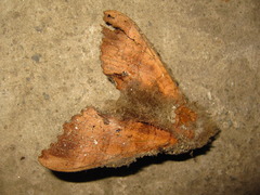 Marumba