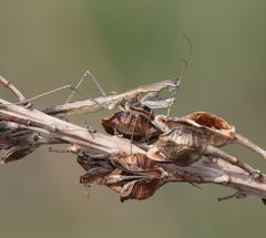 Geomantis larvoides