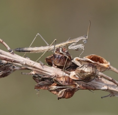 Geomantis larvoides