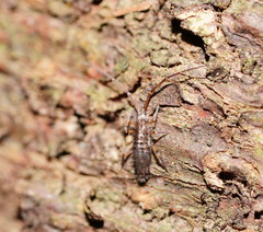 Paronellides