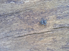 Saitis virgatus